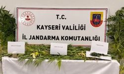 Kayseri'de 52 kök kenevir ve esrar ele geçirildi