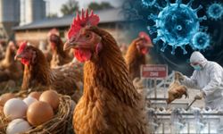 Kuş gribi Avustralya'da yayılıyor: İkinci eyalette toplu kuş ölümleri alarmı