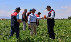 Malatya'da üreticilere dağıtılan bir milyon 85 bin sebze fidesinde hasat zamanı