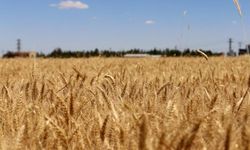 Şanlıurfa'da buğday ve arpa fiyatları belli oldu