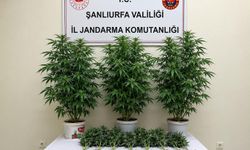 Şanlıurfa'da kenevir operasyonu