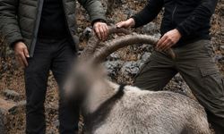Siirt'te koruma altındaki 5 yaban keçisini avlayanlara 6 yıl sonra ceza
