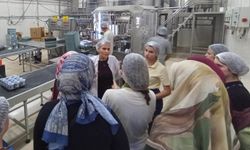 Stajyer öğrenciler süt fabrikasında üretim süreçlerini inceledi