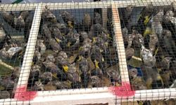 Suriye'ye kaçırılmak istenen 350 saka kuşu kurtarıldı