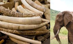 Vietnam'da Afrika'dan kaçırıldığı belirtilen 1,2 ton fildişi ele geçirildi