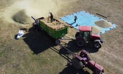 Yozgat'ta yeşil mercimek hasadı başladı