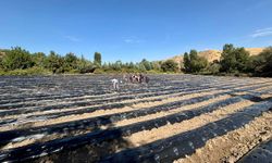 Akçadağ'da tarımsal üretime çilek katkısı