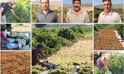 Batman'da kuru üzüm mesaisi: Üreticiler ürünlerinin markalaşmasını istiyor