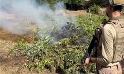 Diyarbakır'da 217 bin 608 kök kenevir ve skunk imha edildi