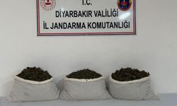 Diyarbakır'da 253 bin 752 kök kenevir ele geçirildi: 25 şüpheliye yasal işlem