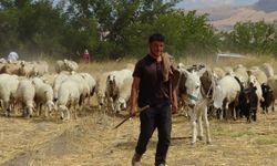 Hayvan yetiştiricileri: En büyük sorunumuz çoban ve mera