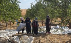 HÜDA PAR İl Başkanlığından Adıyaman bademi için fiyat ve destek çağrısı