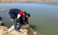 İdil'de 'İç Suları Balıklandırma Projesi'