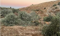 İşgalci siyonistler Ramallah yakınlarında onlarca zeytin ağacını söktü