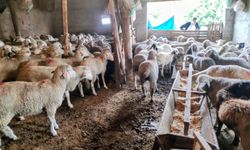 Konya'da küçükbaş hayvancılığa 'Bereket' desteği