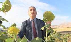 Mardin'de su kısıtlamaları ayçiçeği ekimini artırdı