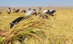 Oraklarla gelen lezzet: Karacadağ pirinci