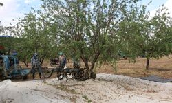 Şanlıurfa'da badem üreticisi fiyatlardan dertli: 'Bu gidişle fıstığa dönebiliriz'