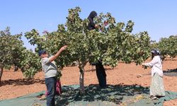 Şanlıurfa'da fıstık üreticisi verimden memnun: Yağışlar ürüne olumlu yansıdı