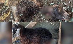 Siirt'te başıboş köpekler ağıla girdi: 3 kuzu telef oldu