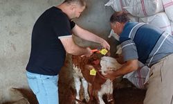 Şırnak'ta hayvan sağlığı için aşılama ve küpeleme çalışmaları sürüyor