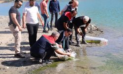 Uludere'de baraj göllerine yüz binlerce yavru sazan bırakıldı