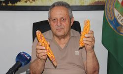 Ziraat Odası Başkanı Aydiş: Mısırda verim her sene düşüyor