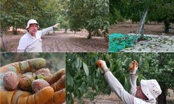 Kayısıya alternatif olarak yetiştirilen cevizde hasat zamanı