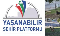 Yaşanabilir Şehir Platformu: 4 Ekim, okullarda başıboş hayvan besleme gününe dönüştürülmemeli