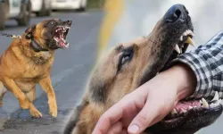 Başıboş Köpek Sorunu ve Kuduz Vakaları Tehdit Altında: İşte Kuduzun Belirtileri!