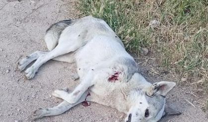 Şanlıurfa'da Kurt’un saldırısına uğrayan 2 çocuk tedavi altına alındı