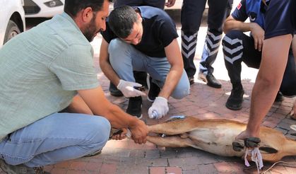 Ergani'de yaralı yaban keçisi tedavi altına alındı