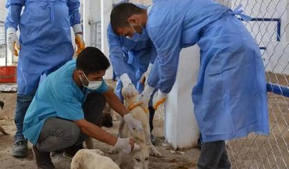 Ergani Belediyesi, Sokak Hayvanları  Rehabilitasyon Merkezi kurdu
