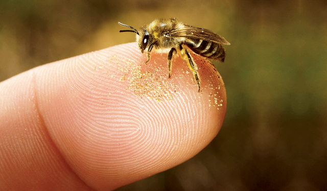 Arılara dikkat: 1 Haftada 3 ölüm!