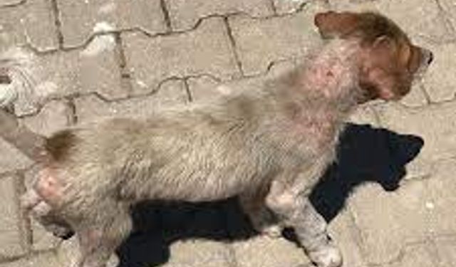 Mardin'de Yavru Köpeğe Eziyet Eden Şüpheli Gözaltına Alındı