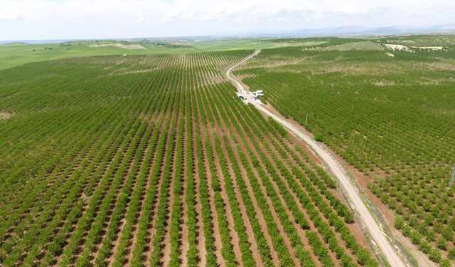 Ergani’de badem üreticileri hasat heyecanı yaşıyor