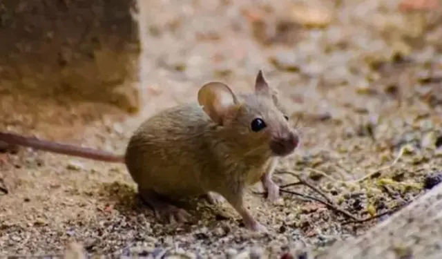 Rüyada fare görmek neye işaret ediyor?