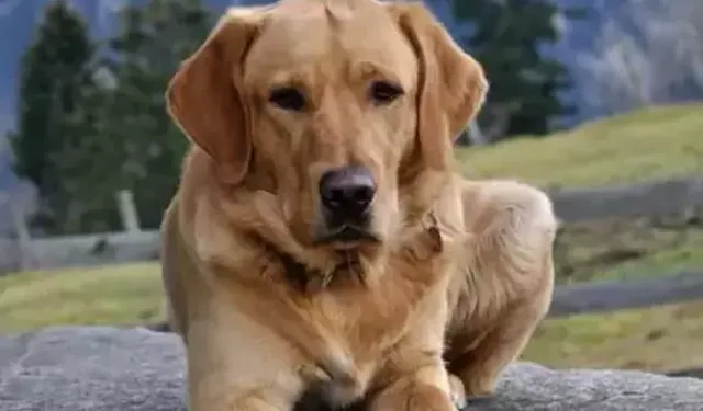 Rüyada köpek görmek neye işaret ediyor?