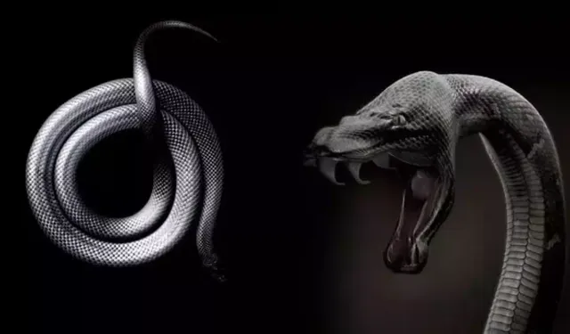 Rüyada yılan görmek neye işaret ediyor?