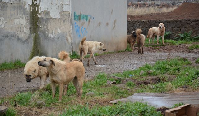 Şanlıurfa’da Köpek Dehşeti:
