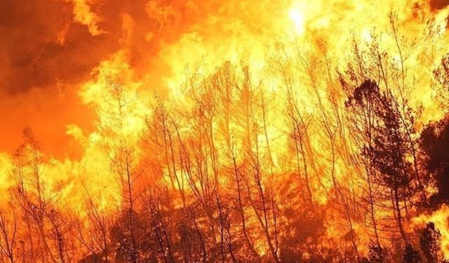 Almanya'da orman yangınları günlerdir sürüyor