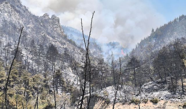 Bursa'da orman yangınıyla mücadele sürüyor