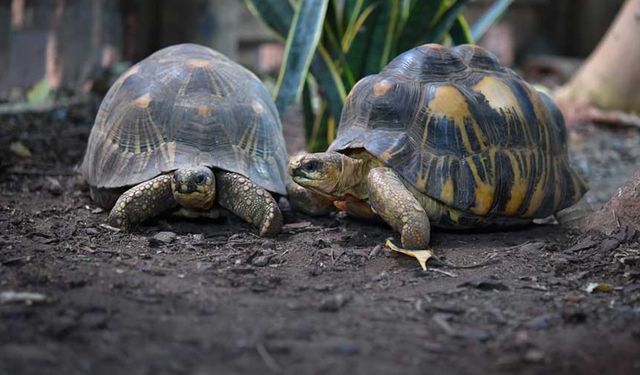 İngiliz bilim insanları, kaplumbağaların kanser tedavisinin anahtarı olabileceğini düşünüyor
