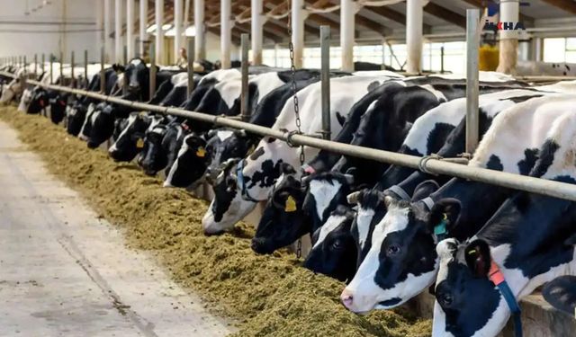 Şap hastalığı nedeniyle 81 il genelinde tüm hayvan pazarları kapatıldı