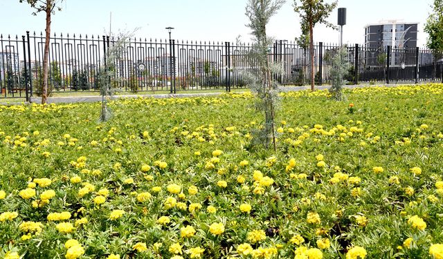 Büyükşehir Belediyesi, yaklaşık 9 bin adet çiçek dikti