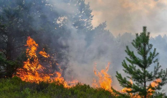 İzmir’de orman yangını: Havadan ve karadan müdahale ediliyor