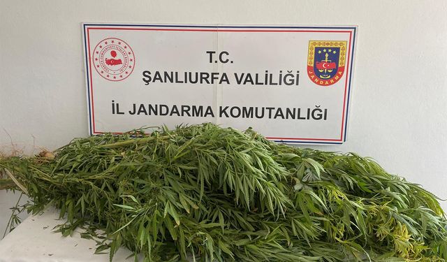 Şanlıurfa’da jandarmadan uyuşturucu operasyonu