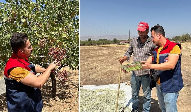 Siirt’in İkizbağlar köyünde fıstık üretimi olumsuz hava koşullarına rağmen korundu