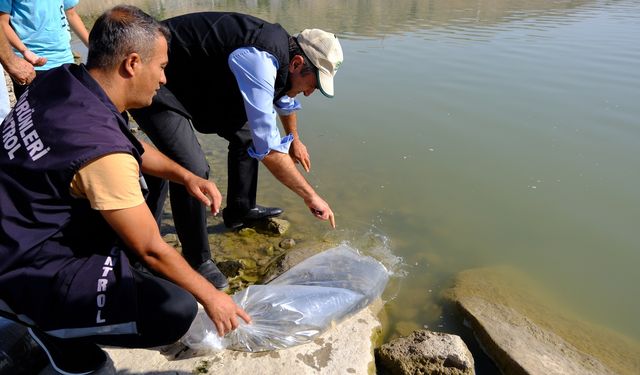 Van'da göl ve göletlere 450 bin sazan yavrusu bırakıldı