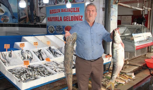 Av yasağı kalktı, balık piyasası hareketlendi